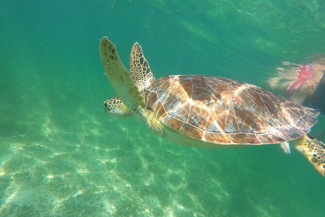 VIP Cenotes & Turtles Private Tour - The real value: private pickup, air-conditioned comfort, and guides who adapt