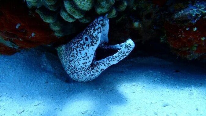 VIP Private Glass Bottom Boat and Snorkeling, 3 Reefs in Cozumel - Key Highlights You’ll Care About