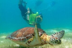 VIP Tulum & Turtles Private Tour - Tulum archaeological site: ruins with a sea breeze and real explanations