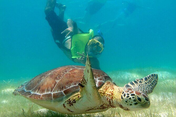 VIP Tulum & Turtles Private Tour - Tulum archaeological site: ruins with a sea breeze and real explanations