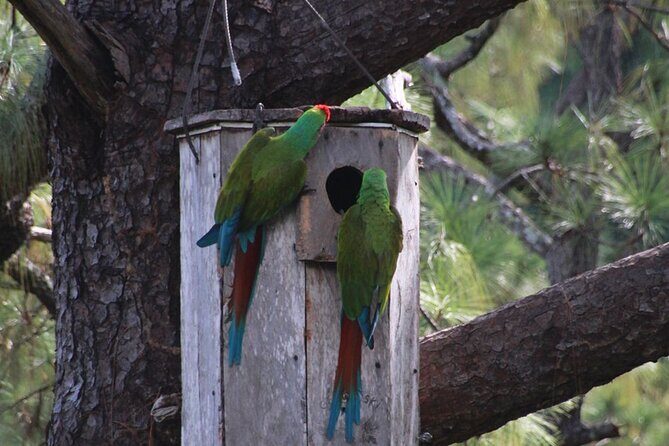 Visit the Sanctuary of the Guacamayas in free life - A Mountain-Day Macaw Fix in Puerto Vallarta