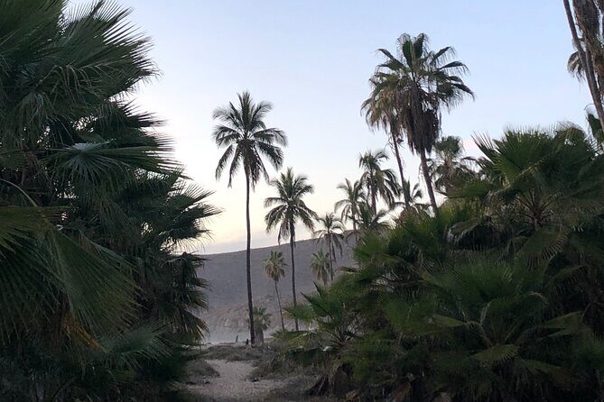 Visit Todos Santos Magic Town - Price and value: what $165 per person really buys you