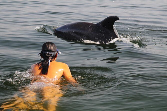 Watch and Swim with Dolphins in the Wild - Key things that make this dolphin tour worth your time