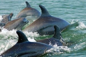 Watch and Swim with Dolphins in the Wild - The boat ride with a hydrophone: the search is the story