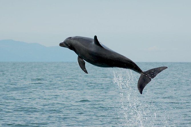 Watch and Swim with Dolphins in the Wild - Dolphins in the wild: what the swim time really feels like