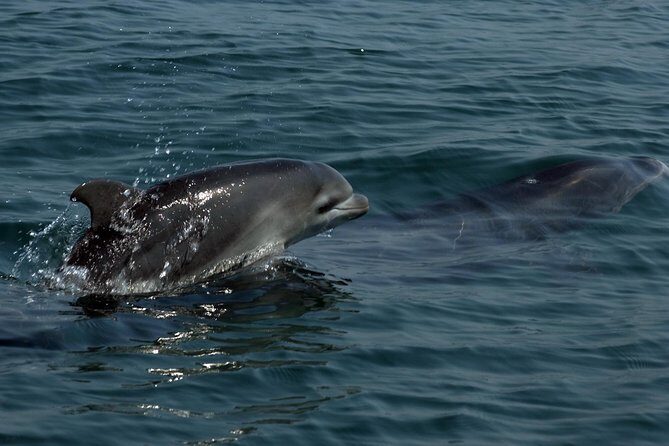 Watch and Swim with Dolphins in the Wild - Price and value: what $105 buys you (and why it’s not cheap)