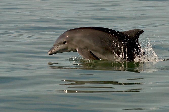 Watch and Swim with Dolphins in the Wild - What I’d watch out for before booking