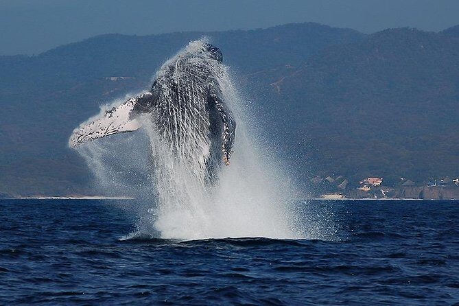 Whale and Dolphin Watching with a Biologist in Puerto Vallarta - What makes this tour special right away