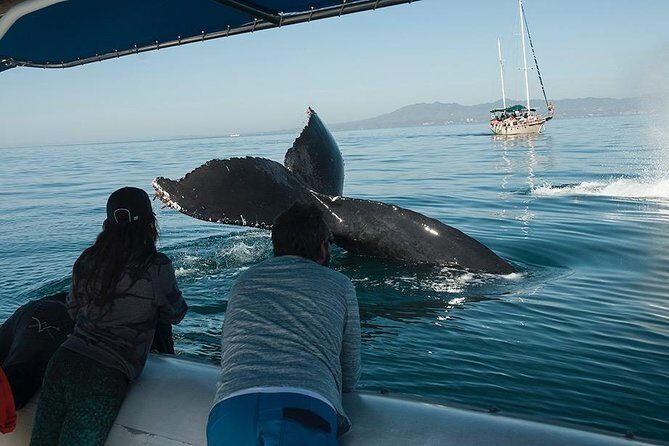 Whale and Dolphin Watching with a Biologist in Puerto Vallarta - Entering the water at Opequimar Centro Marino
