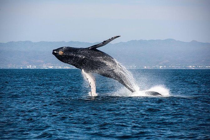 Whale and Dolphin Watching with a Biologist in Puerto Vallarta - Why the biologist component changes everything