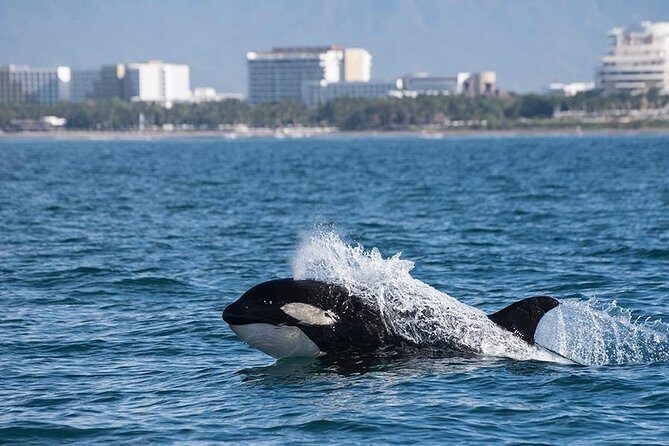 Whale and Dolphin Watching with a Biologist in Puerto Vallarta - When to book for better chances in Puerto Vallarta