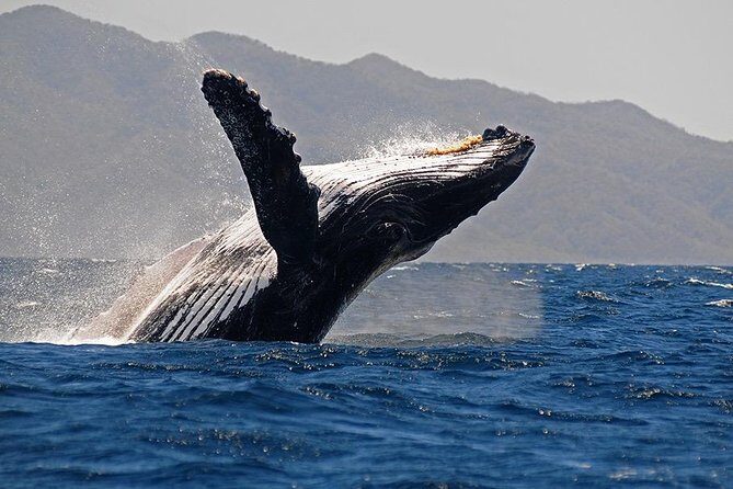 Whale and Dolphin Watching with a Biologist in Puerto Vallarta - Who you’re actually looking for: humpbacks, dolphins, turtles, mantas