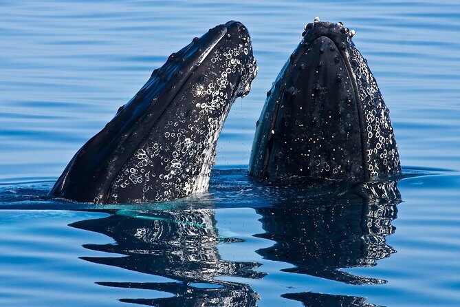 Whale & Dolphin Watching Cruise in Puerto Vallarta All Inclusive - Key highlights you’ll care about