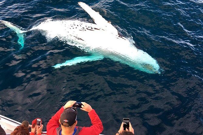 Whale & Dolphin Watching Cruise in Puerto Vallarta All Inclusive - What the all-inclusive boat day actually includes