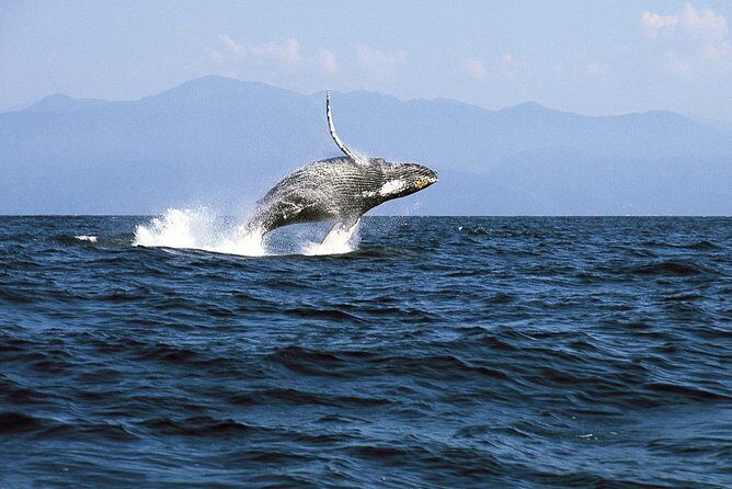 Whale & Dolphin Watching Cruise in Puerto Vallarta All Inclusive - Expect real-world timing: delays happen, so protect your day