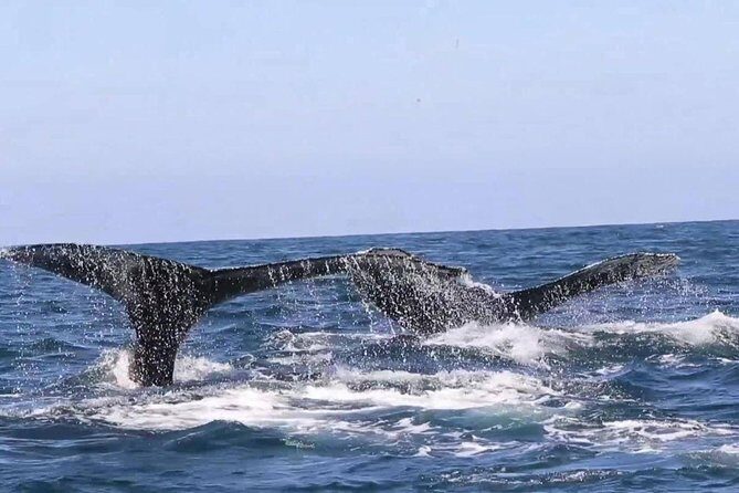 Whale & Dolphin Watching Cruise in Puerto Vallarta All Inclusive - Seats, crowd size, and why “getting in line early” is smart