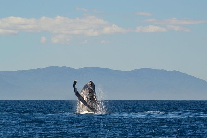 Whale & Dolphin Watching Cruise in Puerto Vallarta All Inclusive - Safety on board and the sea-sickness factor