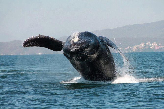 Whale & Dolphin Watching Cruise in Puerto Vallarta All Inclusive - The guide experience: what “bilingual” changes for you