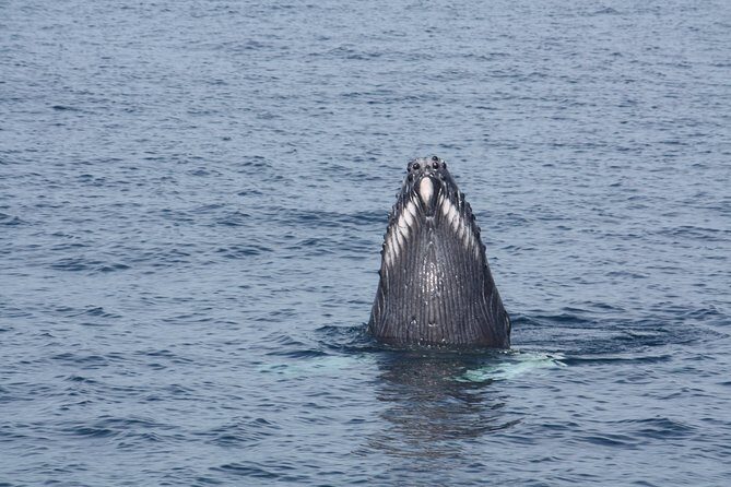 Whale Encounter Puerto Vallarta - What you’ll see: males competing, moms with calves, and action like breaching