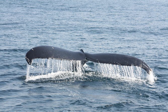 Whale Encounter Puerto Vallarta - Who should book this Puerto Vallarta whale encounter—and who should skip it