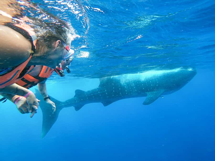 Whale Shark Adventure from Isla Mujeres - Key highlights you should know before you go