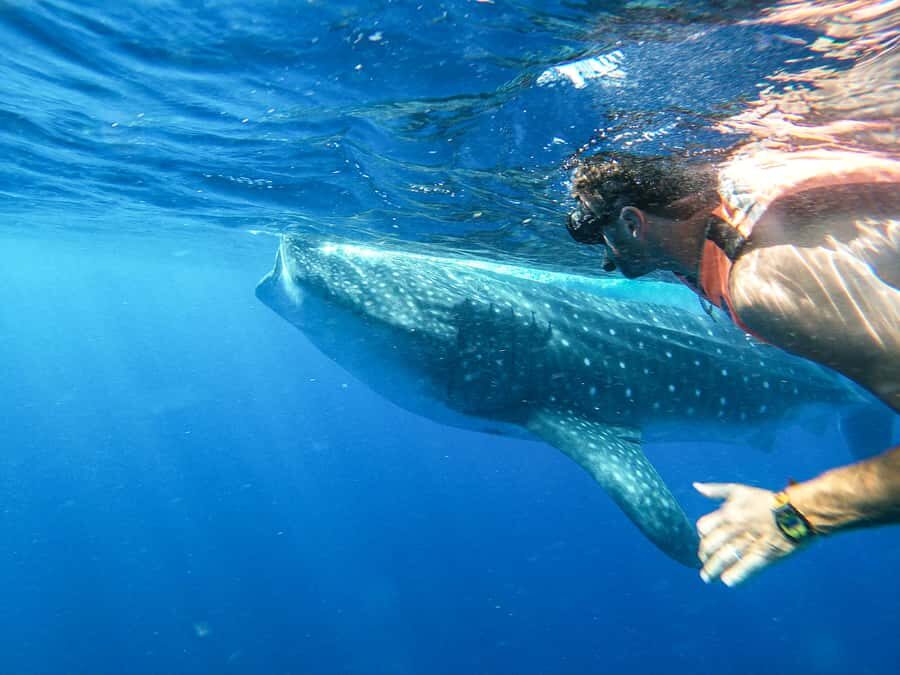 Whale Shark Adventure from Isla Mujeres - Whale sharks in the wild: why Isla Mujeres runs May to September