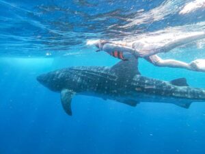 Whale Shark Adventure from Isla Mujeres - Meeting at Black Pearl Dock and what a small group changes