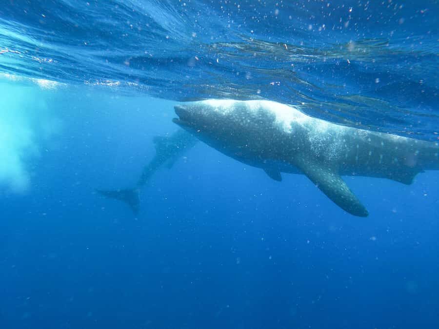 Whale Shark Adventure from Isla Mujeres - The Caribbean search: spotting wildlife before you even get in the water