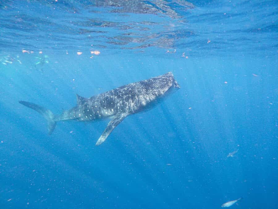 Whale Shark Adventure from Isla Mujeres - Snorkeling alongside the biggest fish in the sea