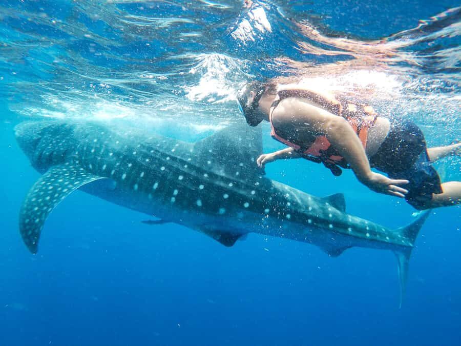 Whale Shark Adventure from Isla Mujeres - Food, water, and the breaks that keep the day from feeling long