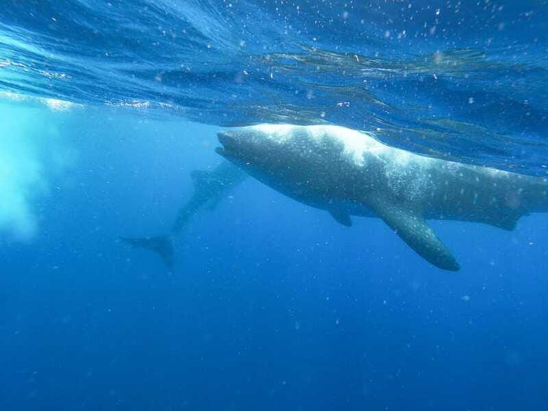 Whale Shark Adventure from Isla Mujeres - Comfort notes from the real world: motion, seating, and sun