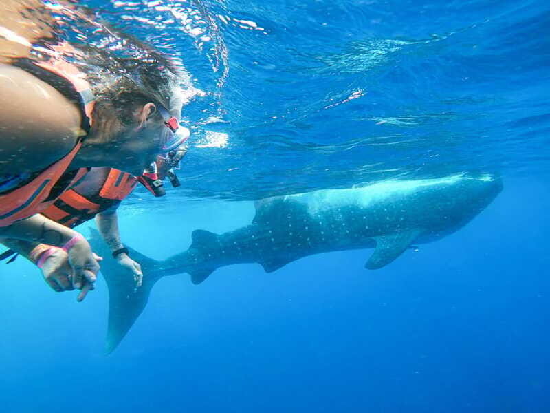 Whale Shark Adventure from Isla Mujeres - Who should book this tour, and who should skip it