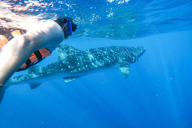 Whale Shark Adventure in Isla Mujeres and Cancun - Whale sharks, the practical way: what this season-based tour really delivers