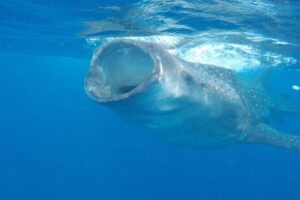 Whale Shark Adventure in Isla Mujeres and Cancun - Getting to Black Pearl dock: quick logistics that matter