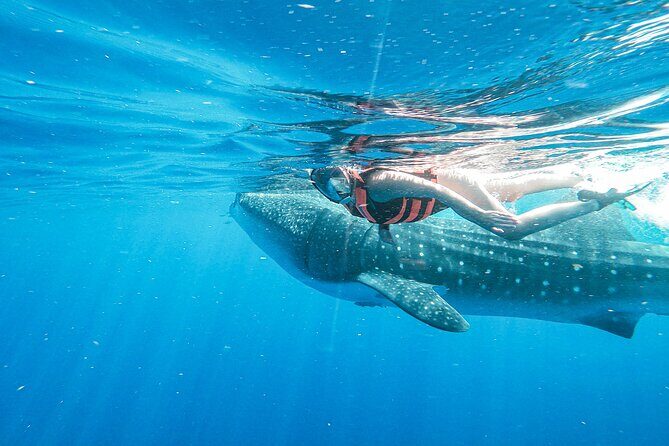 Whale Shark Adventure in Isla Mujeres and Cancun - Entering the water: how the turns work (and why you may not swim “forever”)