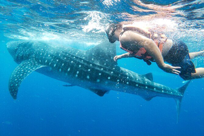 Whale Shark Adventure in Isla Mujeres and Cancun - Wildlife beyond whale sharks: what you can hope to spot