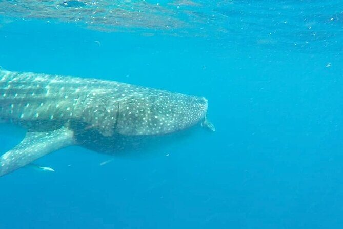 Whale Shark Adventure in Isla Mujeres and Cancun - Safety and animal-respect rules you’ll actually feel on the day