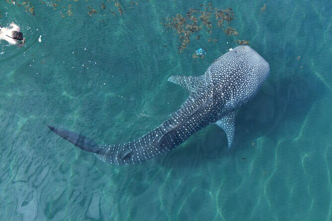 Whale Shark Adventure with a Marine Biologist - Key points to know before you go