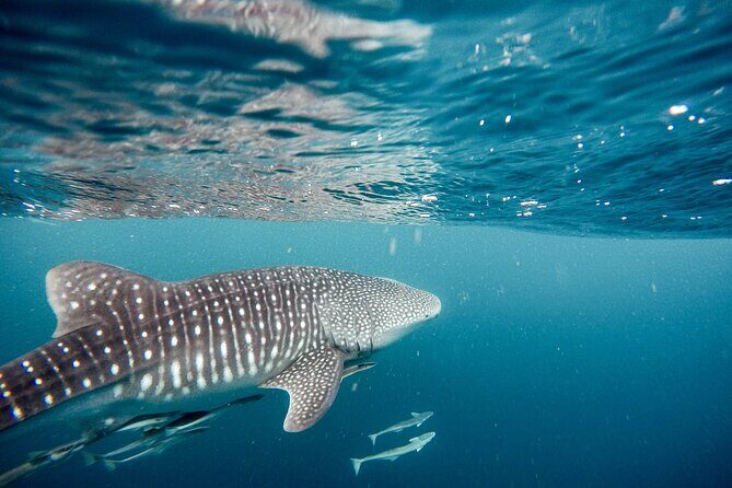 Whale Shark Adventure with a Marine Biologist - Time slots and the 9 am surprise: the logistics that matter