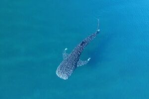 Whale Shark Adventure with a Marine Biologist - Meeting point at Playa SN-C: get set fast