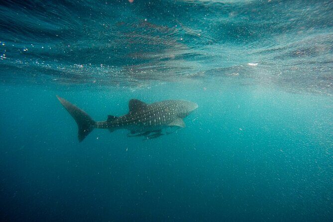 Whale Shark Adventure with a Marine Biologist - The boat ride and “spotting” moments