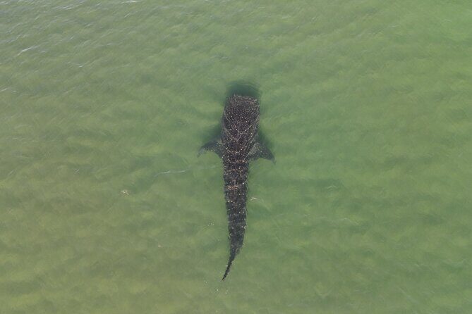 Whale Shark Adventure with a Marine Biologist - Dolphins and the best kind of bonus
