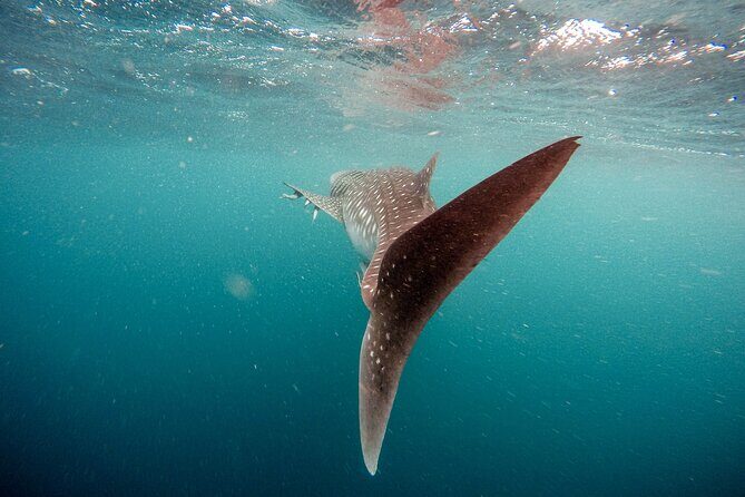 Whale Shark Adventure with a Marine Biologist - Snacks, soda, and water: small comfort that helps