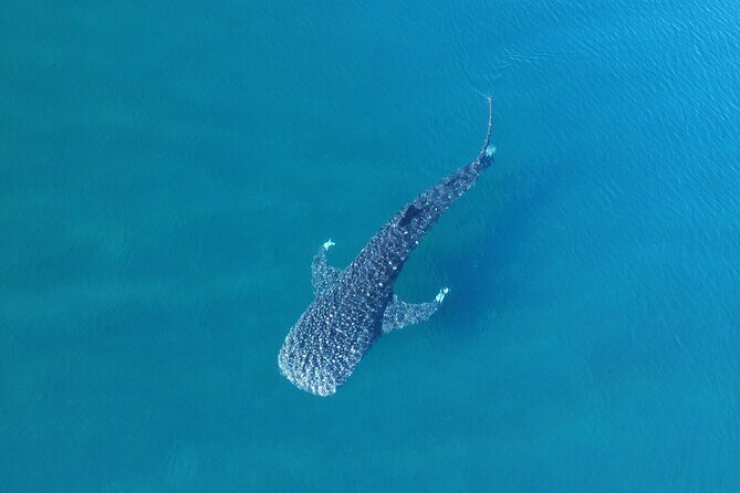 Whale Shark Adventure with a Marine Biologist - Meeting point at Playa SN-C: get set fast