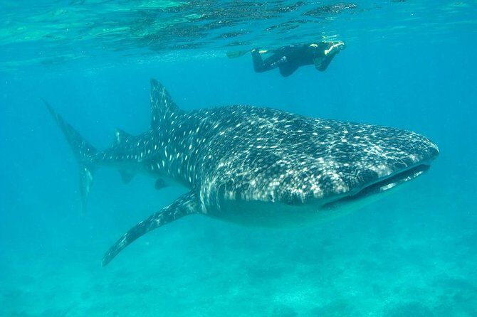 Whale Shark and Snorkeling Adventure from Isla Holbox - Early Morning Start in Holbox: the 6:30 am Meeting and Why It Matters