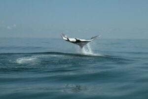 Whale Shark and Snorkeling Adventure from Isla Holbox - Breakfast, Gear, and a Whale-Shark Focused Safety Briefing
