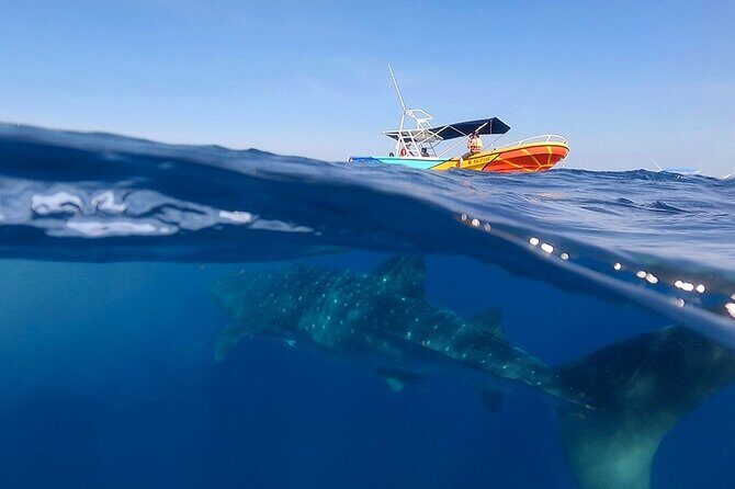 Whale Shark and Snorkeling Adventure from Isla Holbox - Boat Ride to the Whale Shark Area: Marine Life Scans While the Water Moves