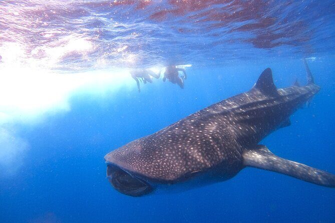 Whale Shark and Snorkeling Adventure from Isla Holbox - The Main Event: Swimming With Whale Sharks in Small Pair Turns