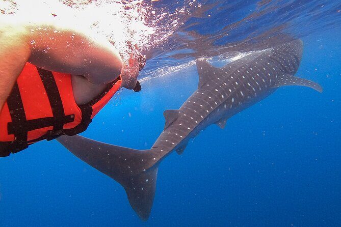 Whale Shark and Snorkeling Adventure from Isla Holbox - Santa Paula Beach Swim and the Fresh Ceviche Finish