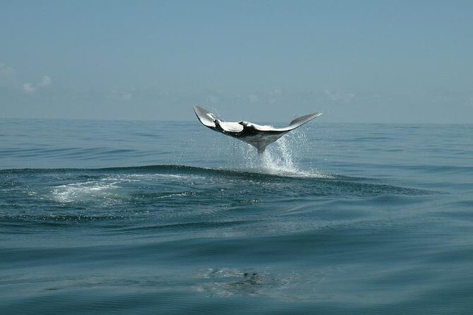 Whale Shark and Snorkeling Adventure from Isla Holbox - Breakfast, Gear, and a Whale-Shark Focused Safety Briefing
